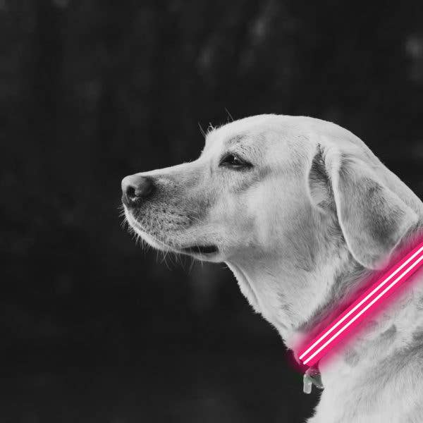 LED Dog Collar, Pink, Large